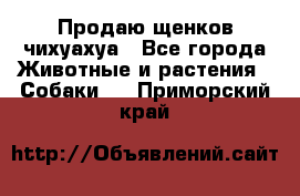 Продаю щенков чихуахуа - Все города Животные и растения » Собаки   . Приморский край